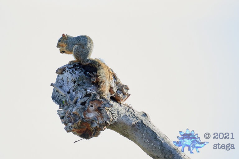 Fox Squirrel