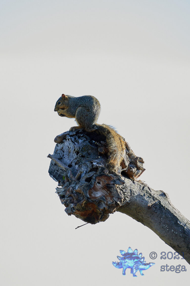 Fox Squirrel