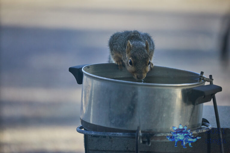 Fox Squirrel