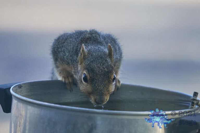 Fox Squirrel