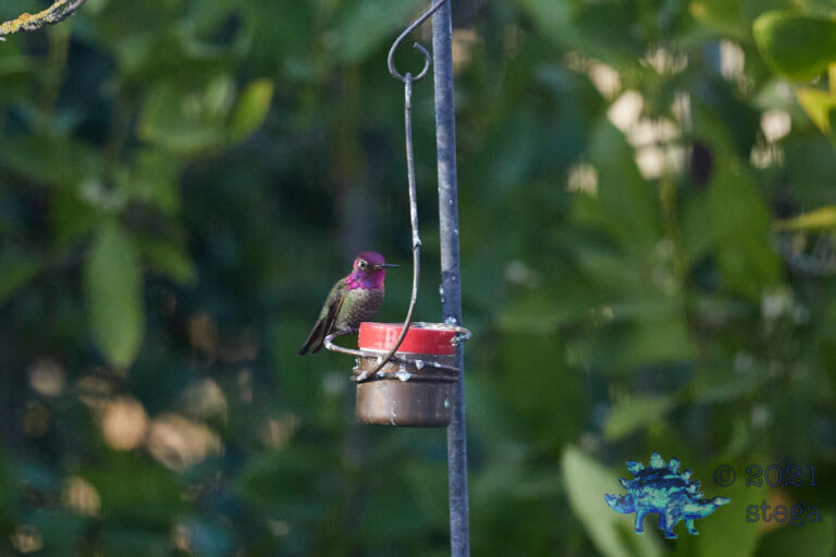 Anna’s Hummingbird