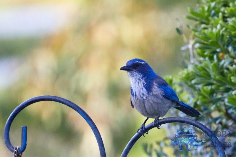 California Scrub Jay