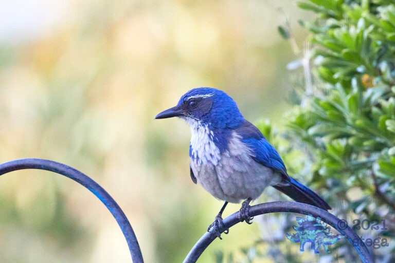 California Scrub Jay