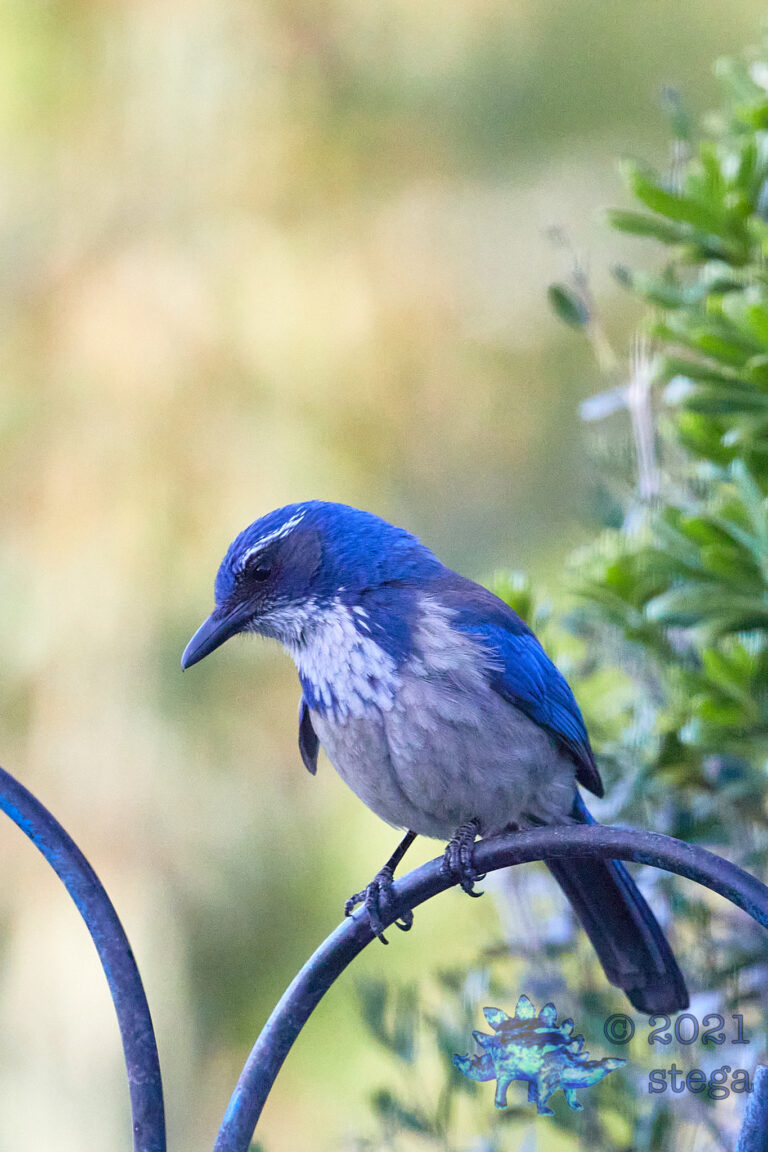 California Scrub Jay