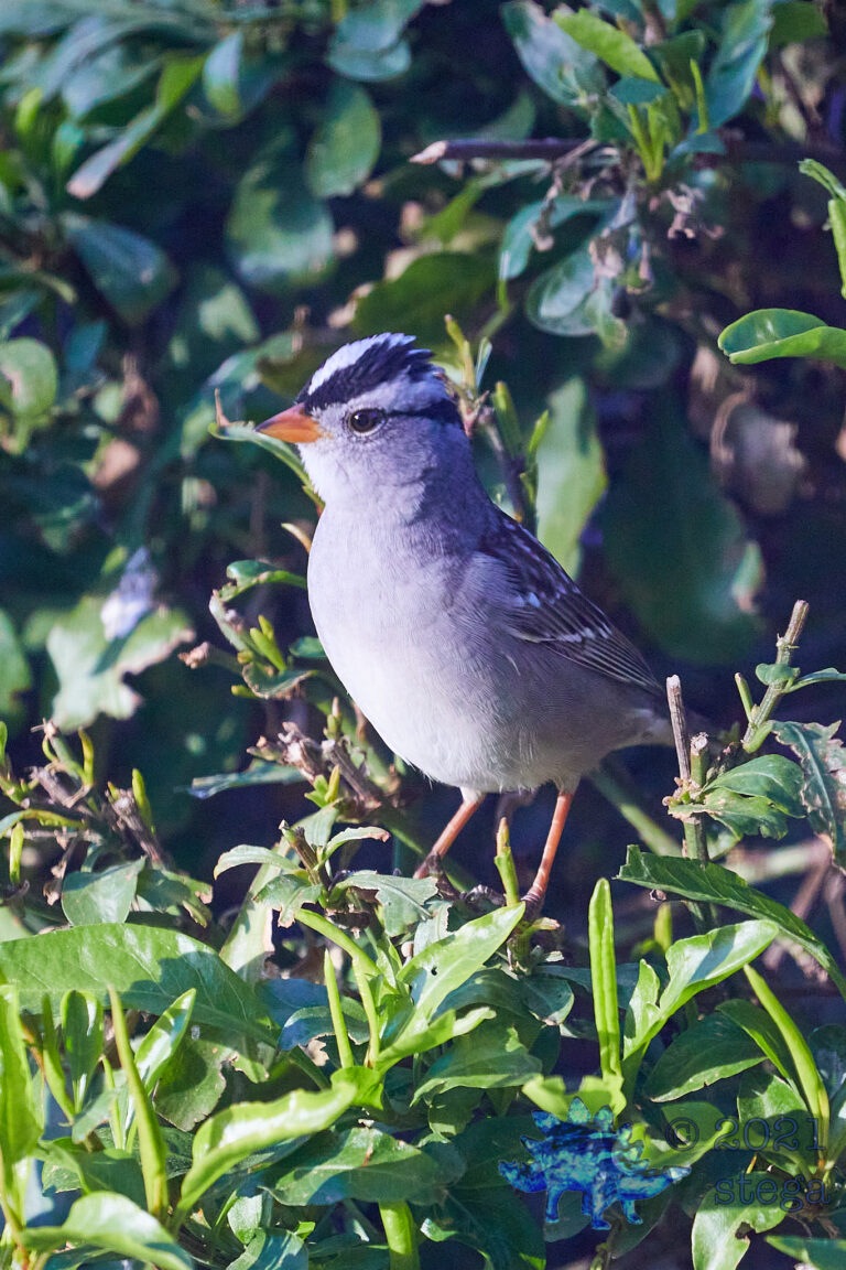 White-Crowned Sparrow