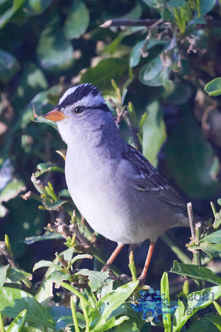 White-Crowned Sparrow