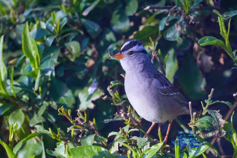 White-Crowned Sparrow