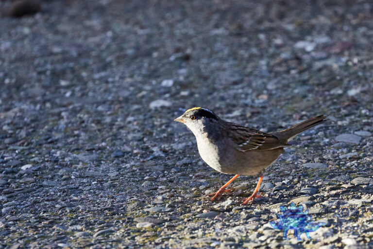 Gold-Crowned Sparrow