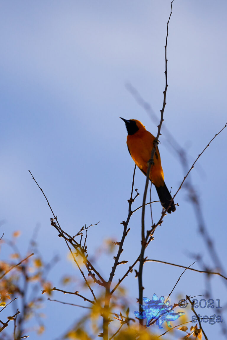 Hooded Oriole
