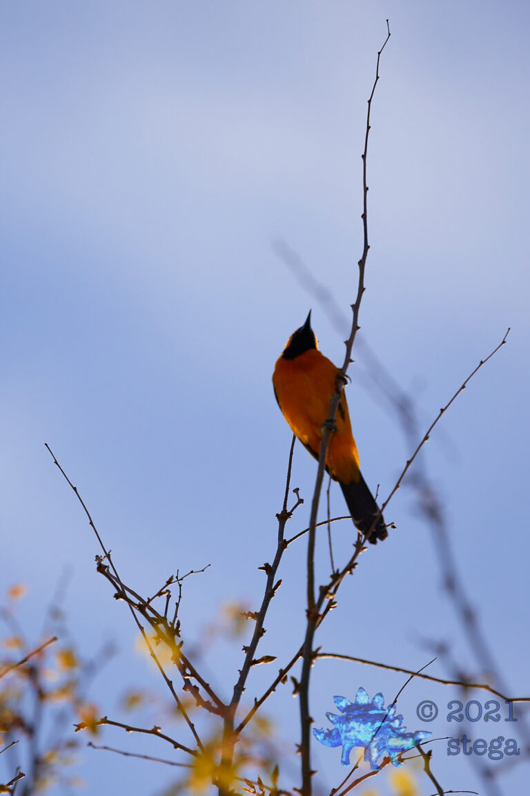 Hooded Oriole