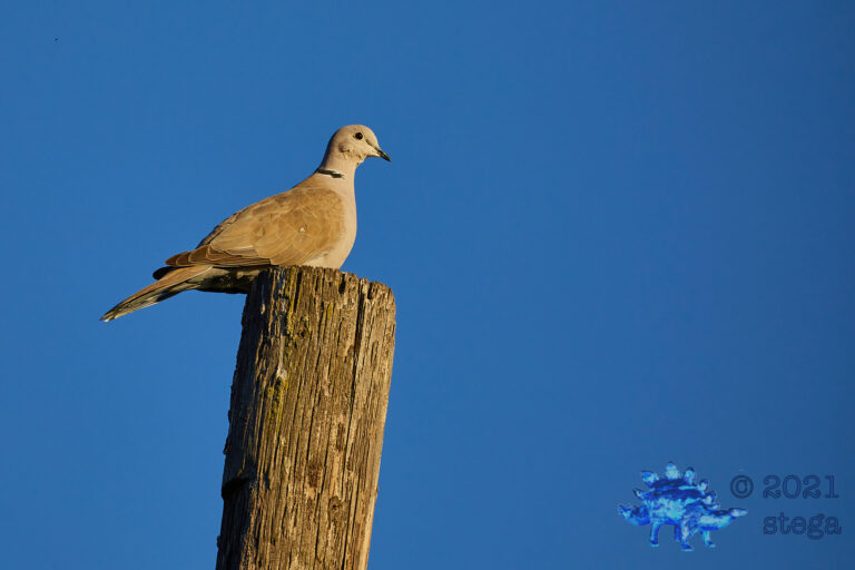 Eurasian Collard Dove