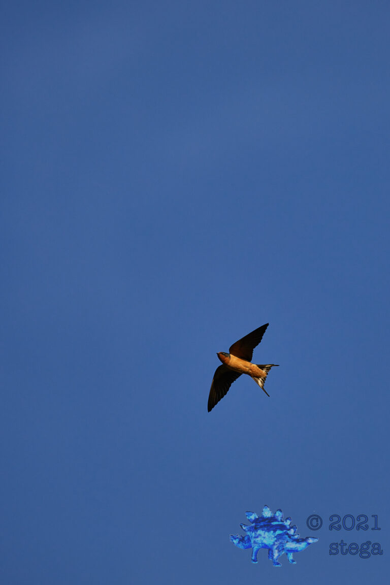Barn Swallows