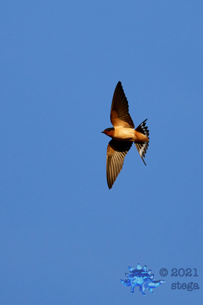 Barn Swallow