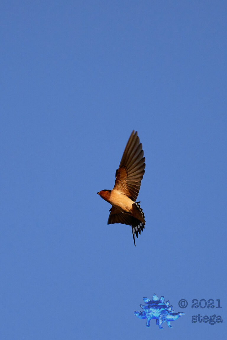 Barn Swallow