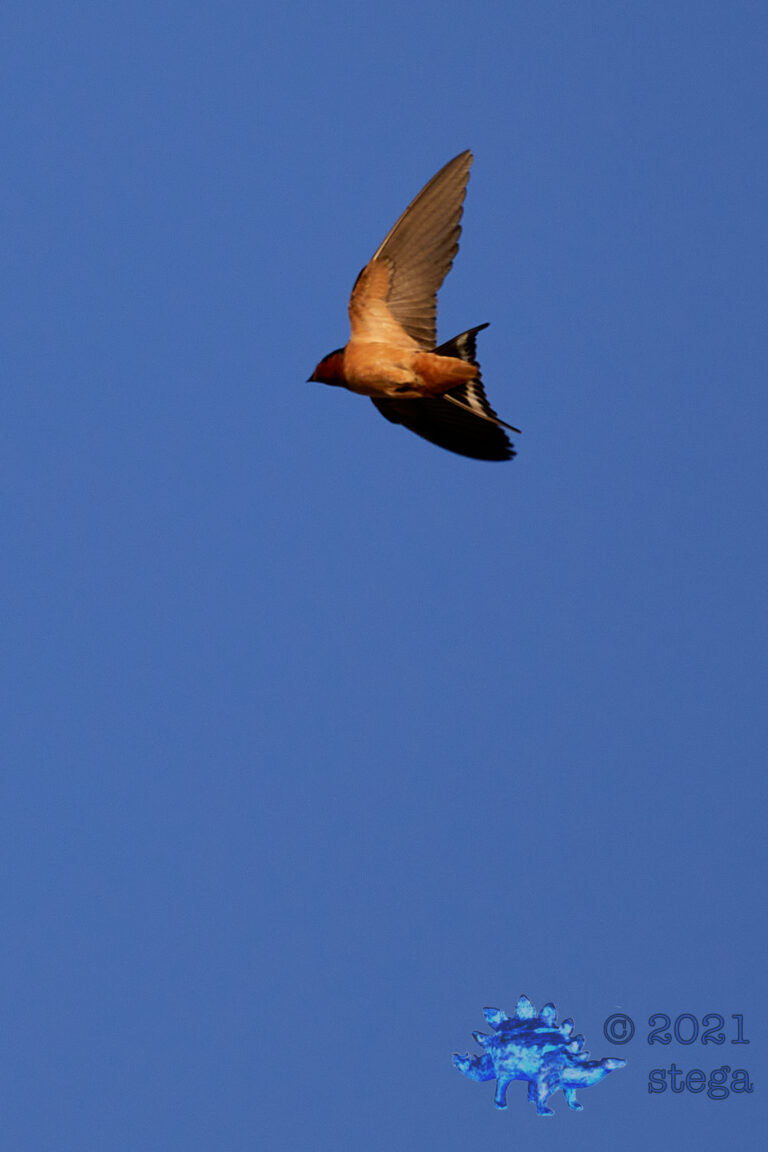 Barn Swallow