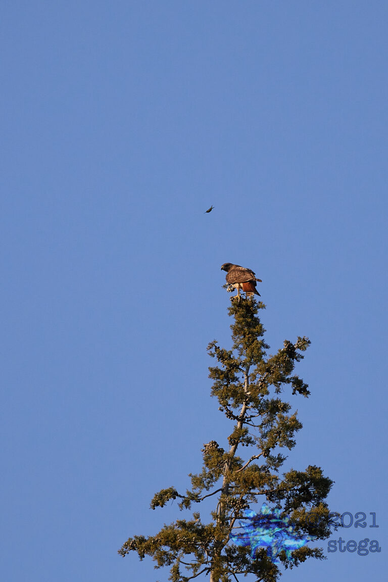 Red-Tailed Hawk