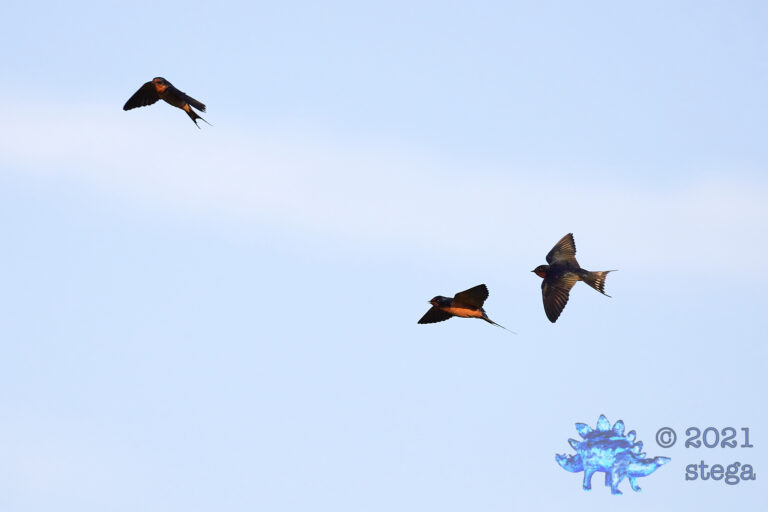 Barn Swallows