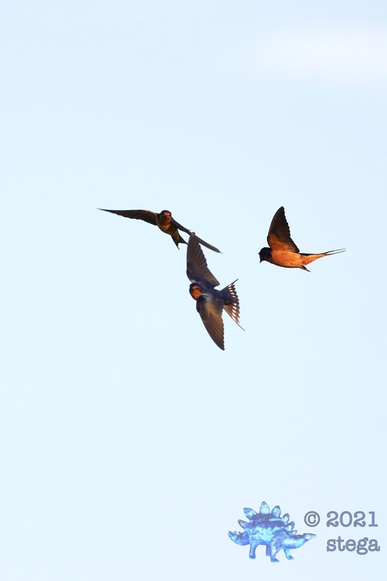 Barn Swallows