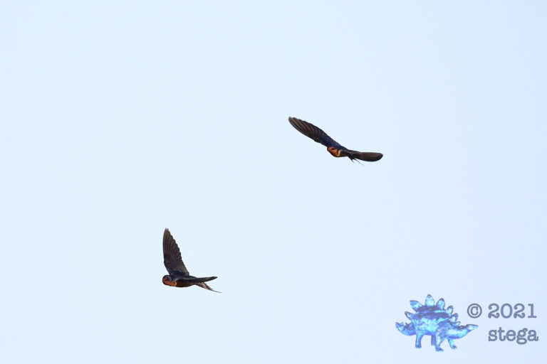 Barn Swallows