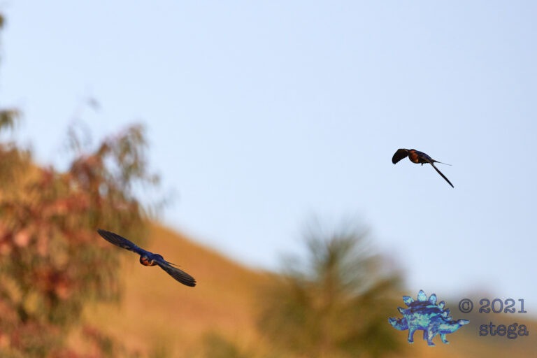 Barn Swallows