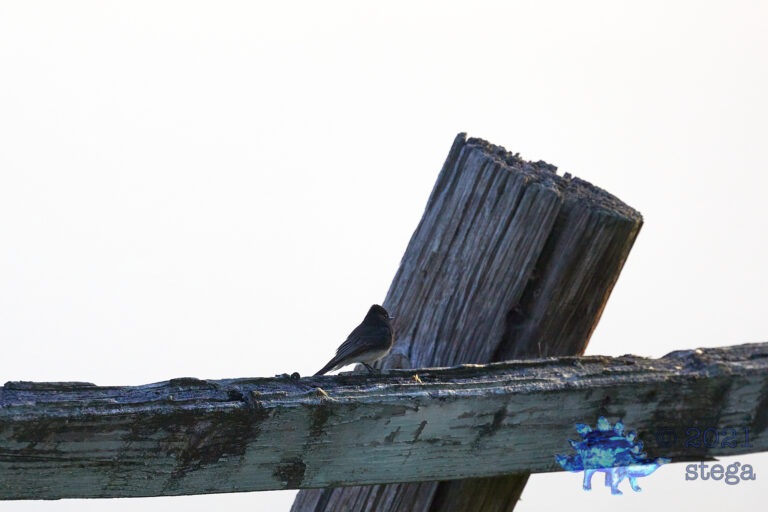 Black Phoebe