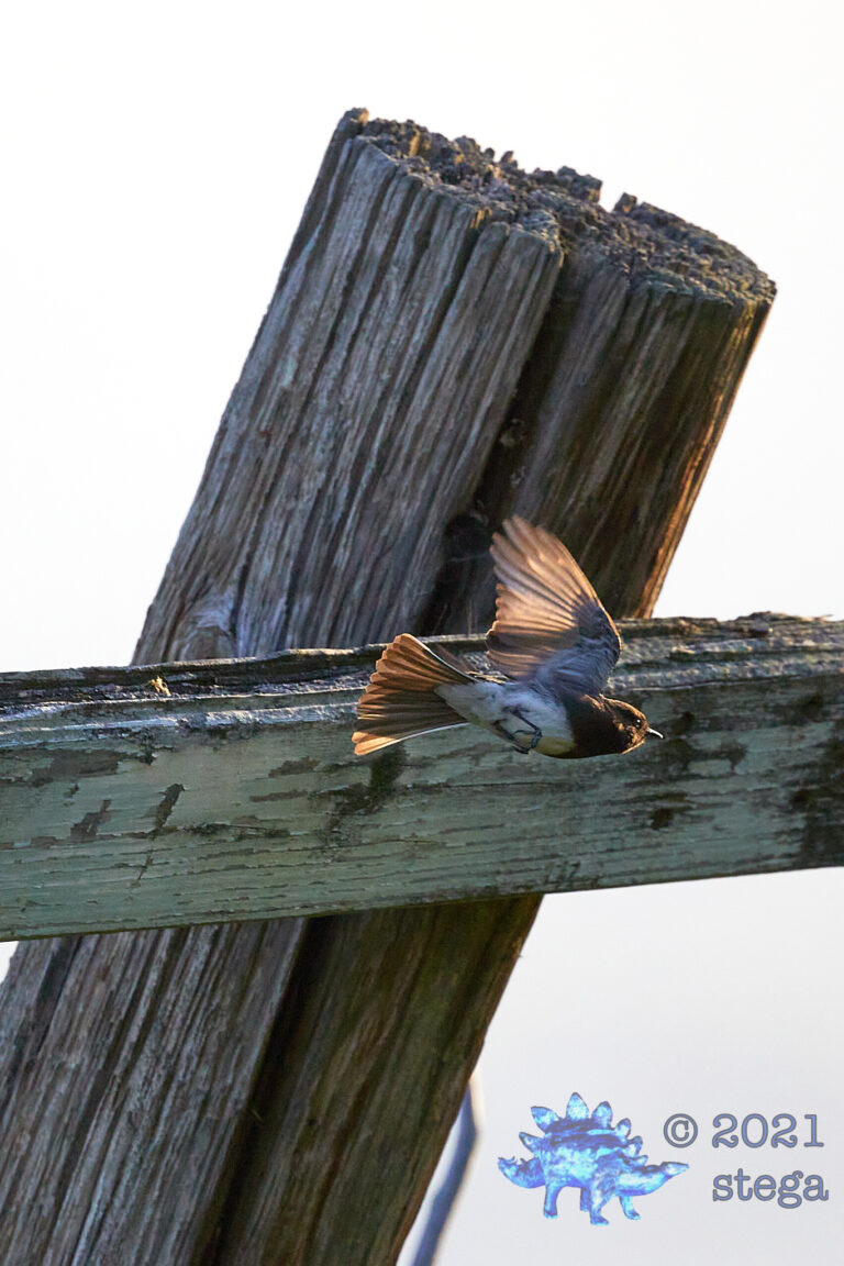 Black Phoebe