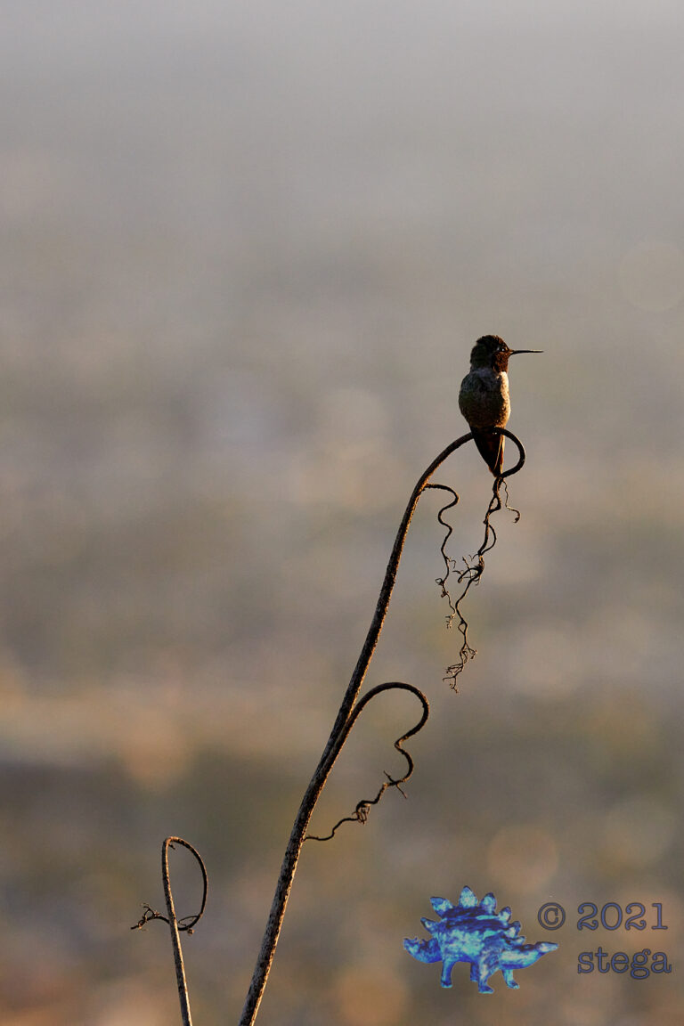 Anna’s Hummingbird