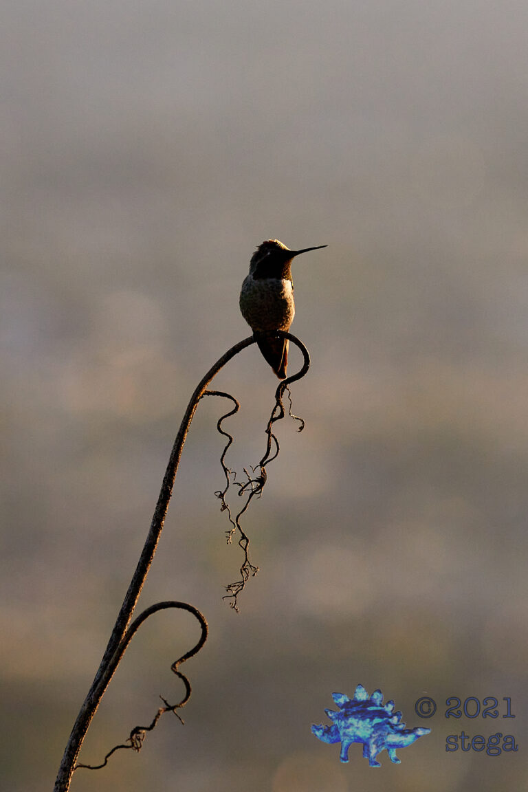 Anna’s Hummingbird
