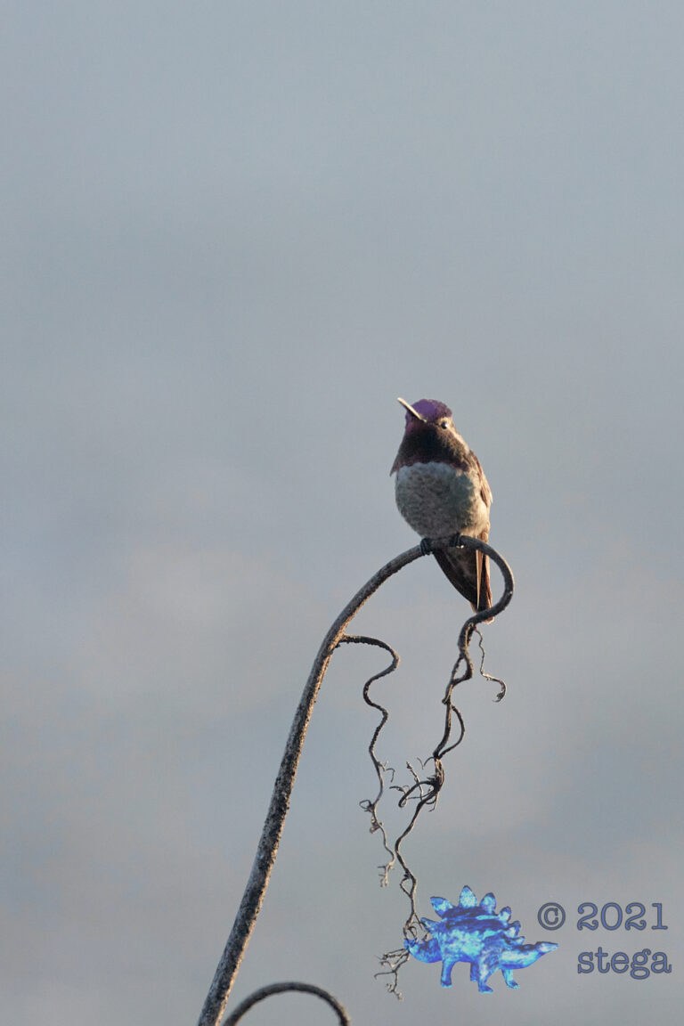 Anna’s Hummingbird