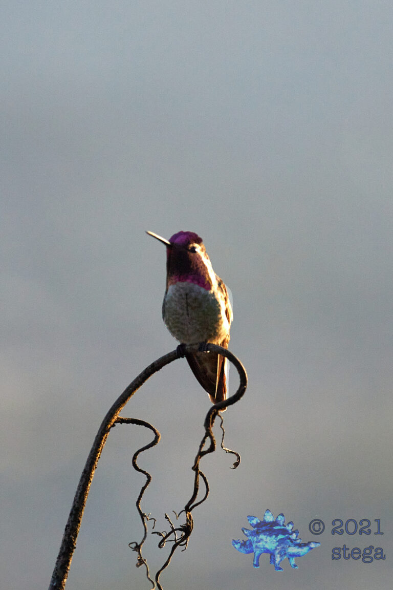 Anna’s Hummingbird