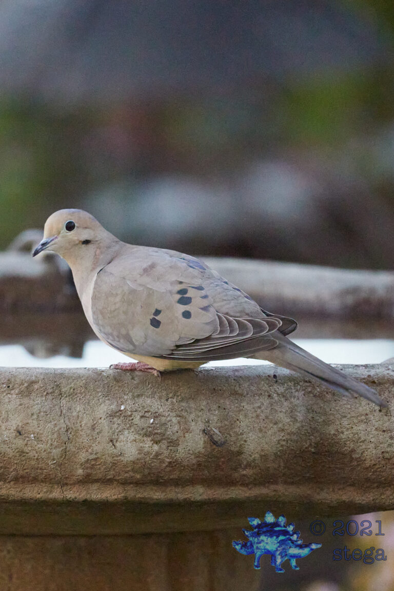 Mourning Dove