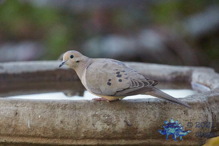 Mourning Dove