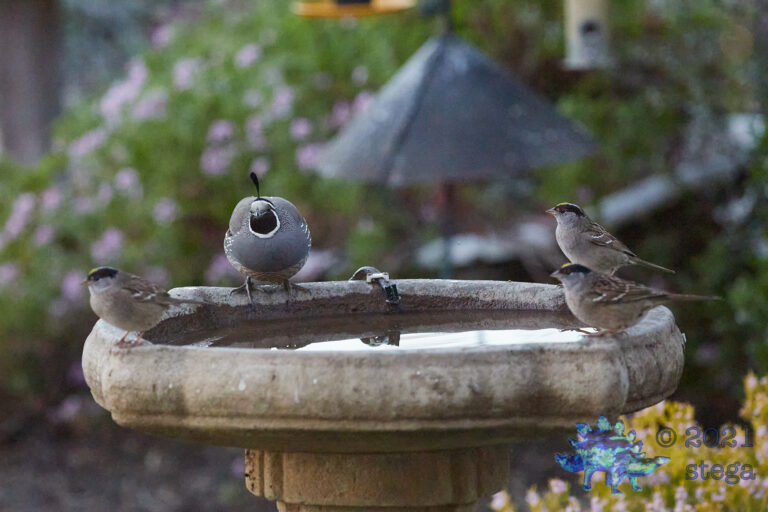California Quail with Sparrows