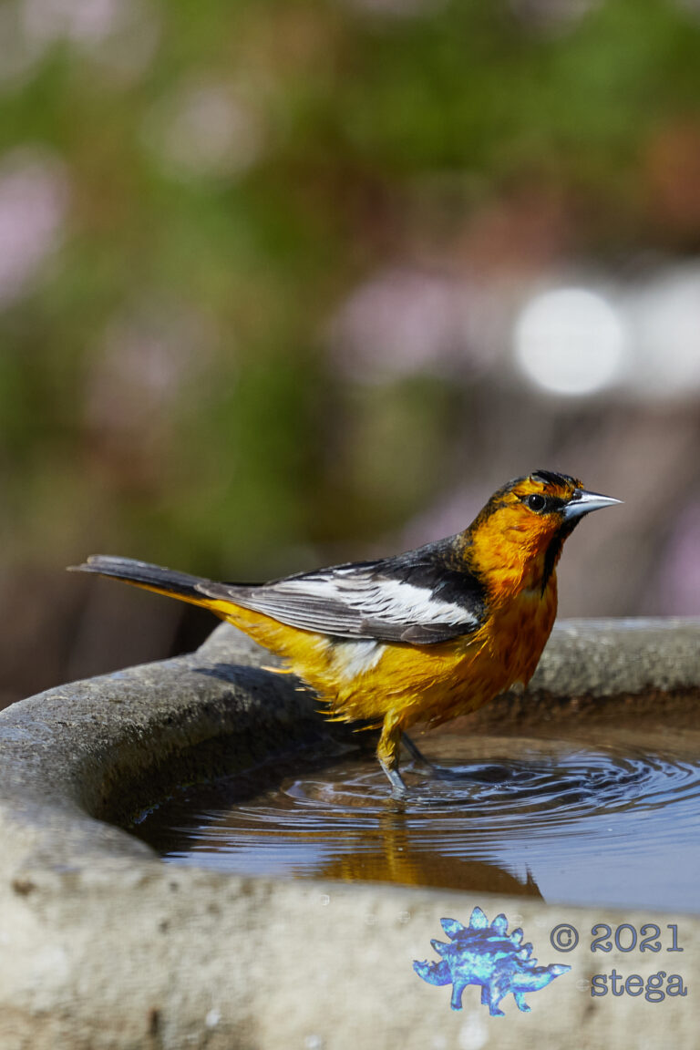 Bullock’s Oriole