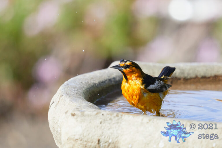 Bullock’s Oriole