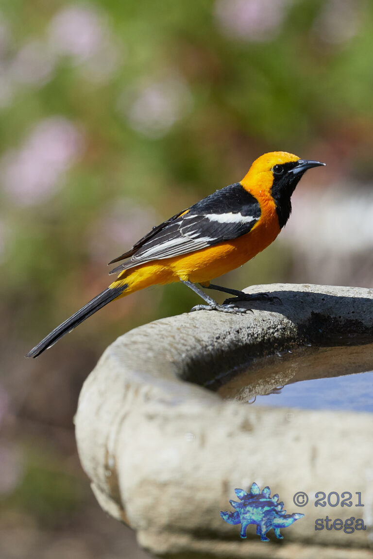 Hooded Oriole