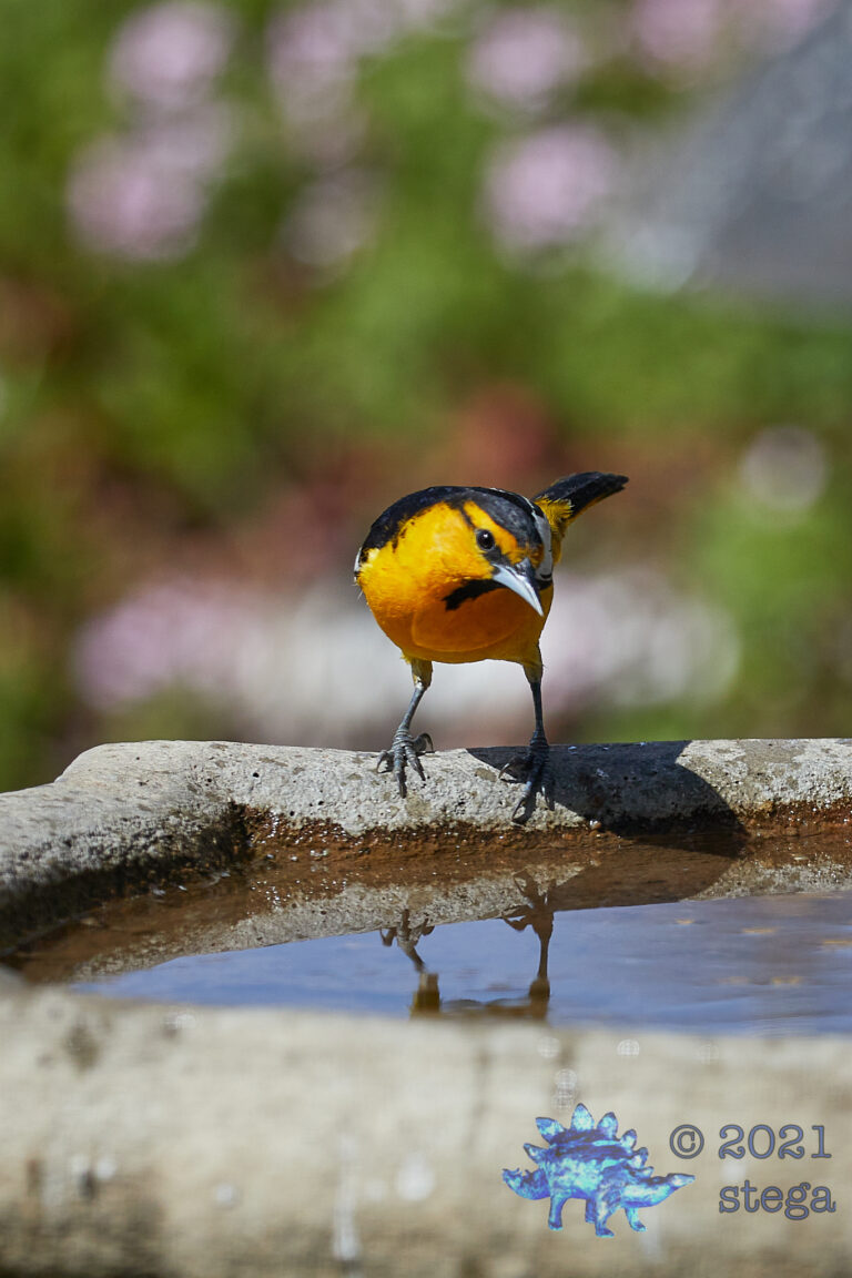 Bullock’s Oriole