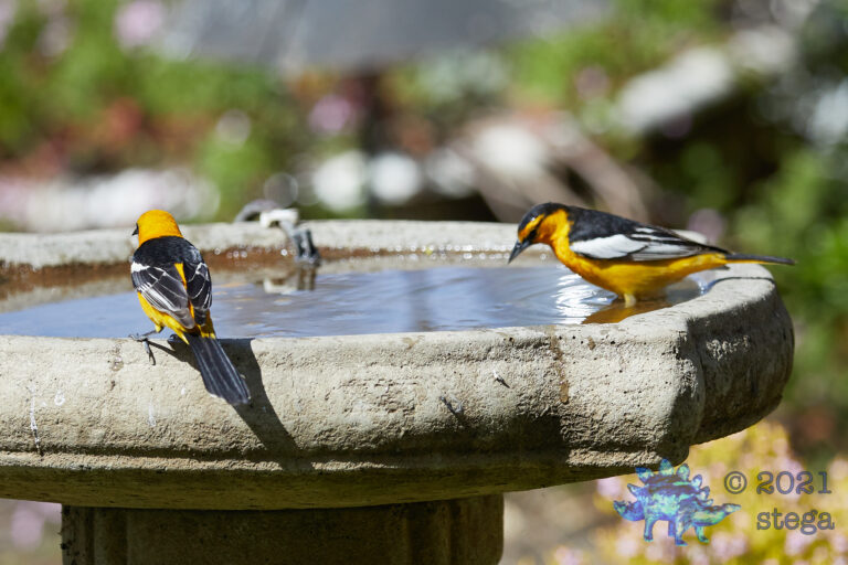 Bullocks and Hooded Orioles