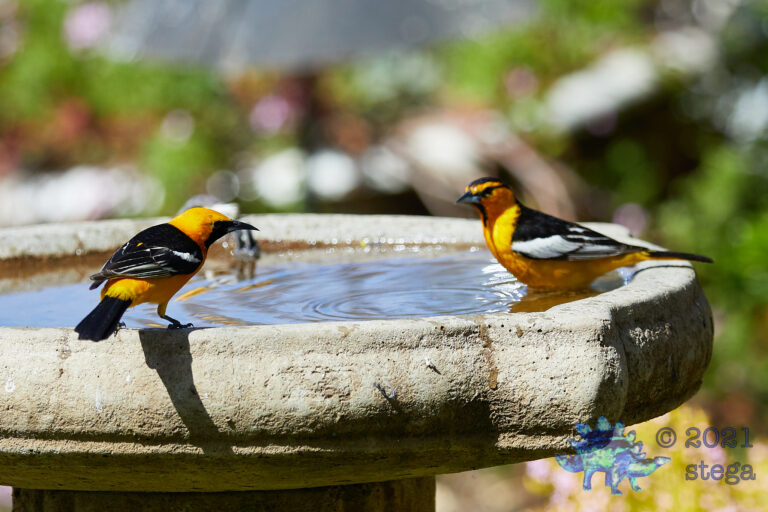 Sharing Orioles