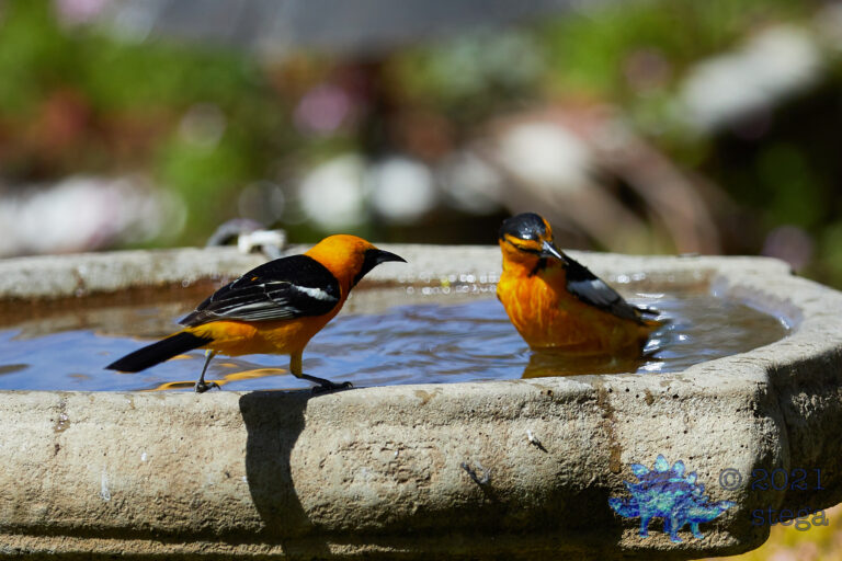 Bathing Orioles