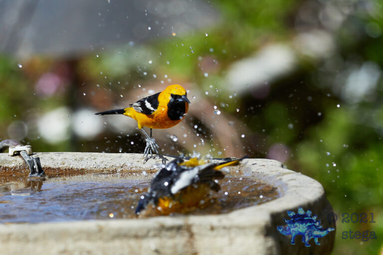 Orioles Bathing