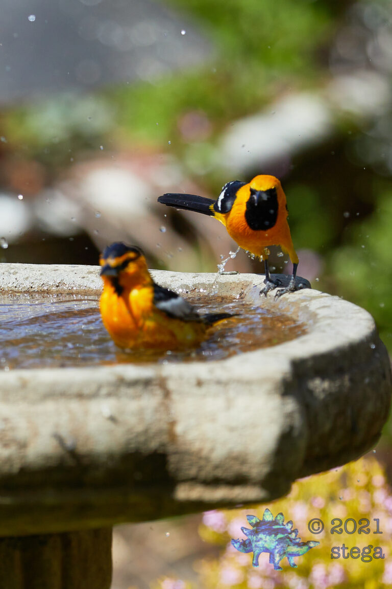 Orioles