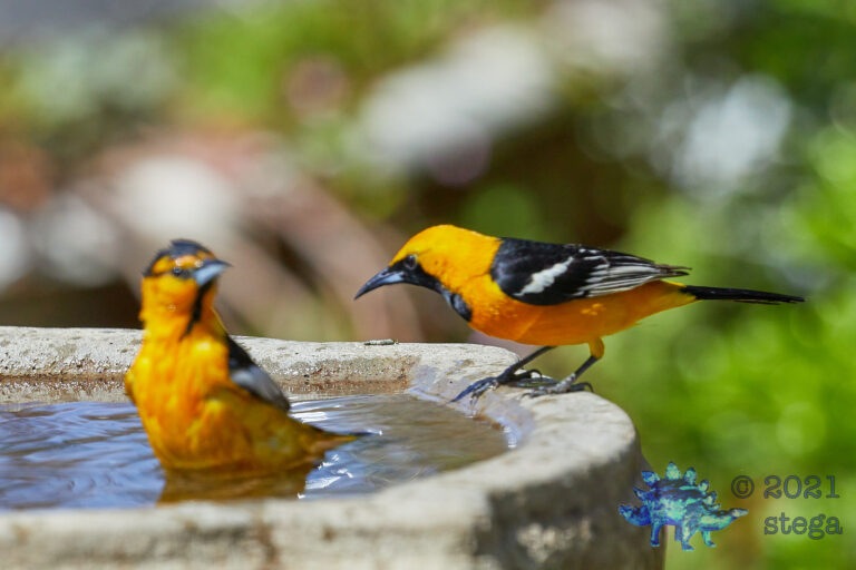 Bathing Orioles