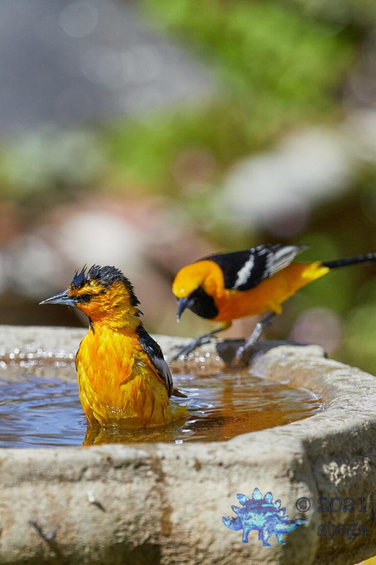 Orioles: Hooded and Bullocks