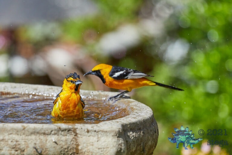 Bathing Orioles