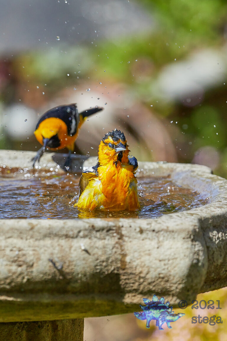 Orioles: Bullocks and Hooded