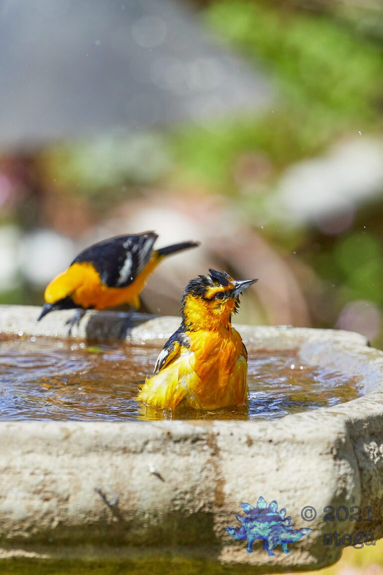 Orioles at the Bath