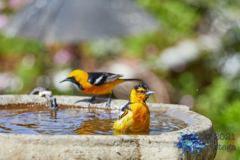 Orioles