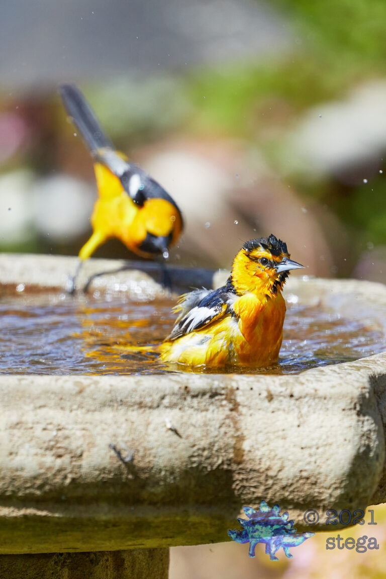 Bullocks and Hooded Oriole