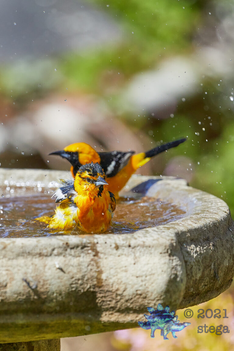 Oriole Boys
